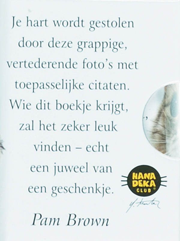 Katten achterkant